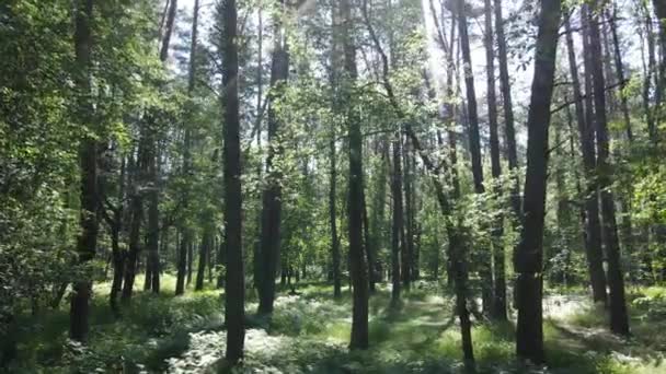 Stromy v lese do letního dne — Stock video