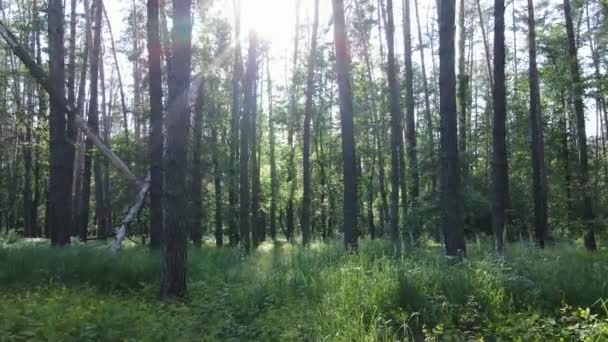 Træer i skoven ved sommerdag – Stock-video