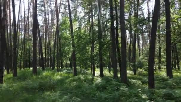 Árvores na floresta por dia de verão — Vídeo de Stock