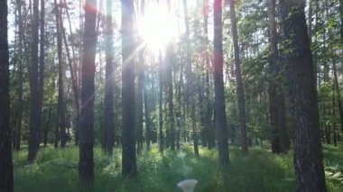 Yaz günlerinde ormandaki ağaçlar