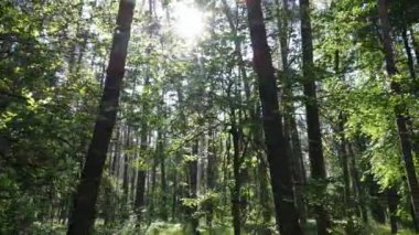 Yaz günlerinde ormandaki ağaçlar