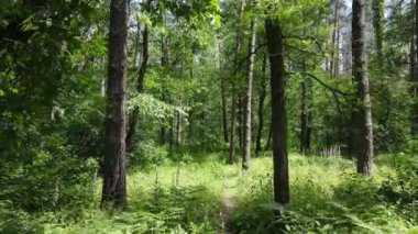 Yaz günlerinde ormandaki ağaçlar