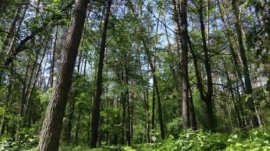 Yaz günlerinde ormandaki ağaçlar