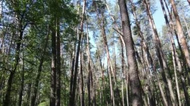 Yaz günlerinde ormandaki ağaçlar