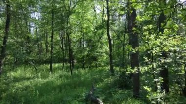Yaz günlerinde ormandaki ağaçlar