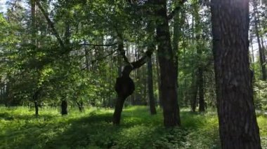 Yaz günlerinde ormandaki ağaçlar