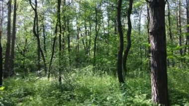 Yaz günlerinde ormandaki ağaçlar