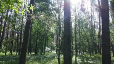 Yaz günlerinde ormandaki ağaçlar