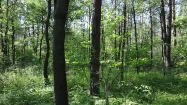 Yaz günlerinde ormandaki ağaçlar