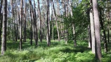 Yaz günlerinde ormandaki ağaçlar