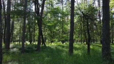 Yaz günlerinde ormandaki ağaçlar