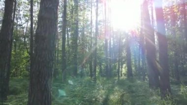 Yaz günlerinde ormandaki ağaçlar