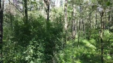 Yaz günlerinde ormandaki ağaçlar