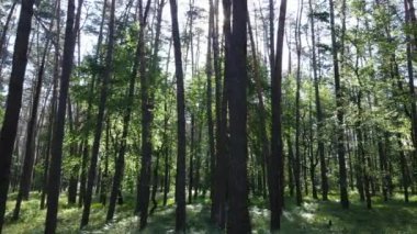 Yaz günlerinde ormandaki ağaçlar