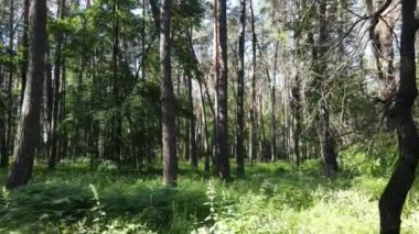 Yaz günlerinde ormandaki ağaçlar