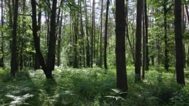 Yaz günlerinde ormandaki ağaçlar