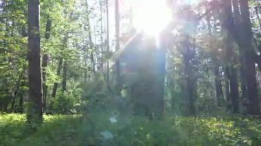 Yaz günlerinde ormandaki ağaçlar