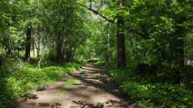 Yaz günlerinde ormandaki ağaçlar