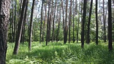 Yaz günlerinde ormandaki ağaçlar