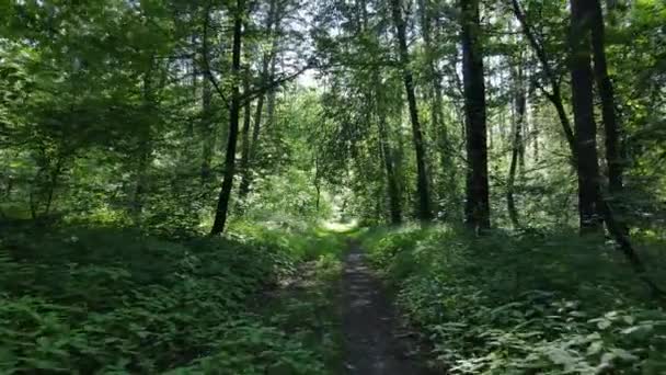 Árboles en el bosque por el día de verano — Vídeo de stock