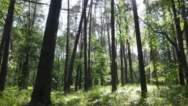 Árboles en el bosque por el día de verano — Vídeos de Stock