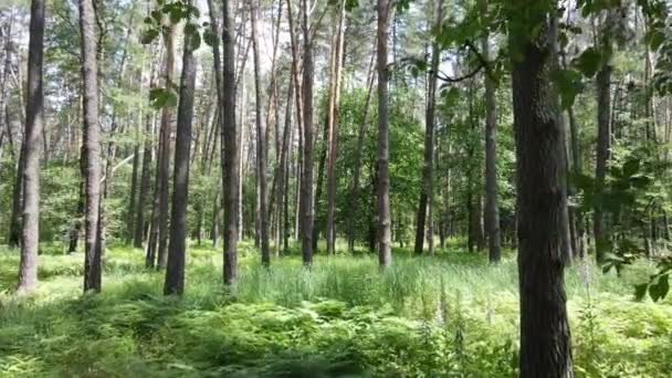 Alberi nella foresta entro il giorno d'estate — Video Stock