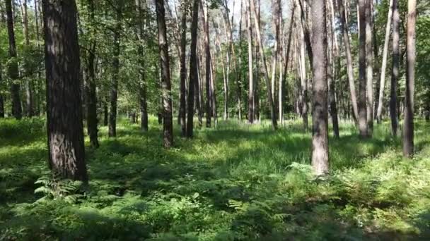 Bomen in het bos tegen de zomerdag — Stockvideo