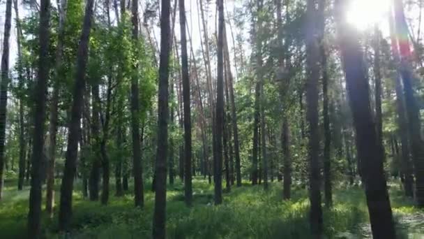 Bäume im Wald an Sommertagen — Stockvideo