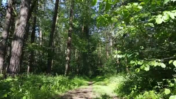 Árboles en el bosque por el día de verano — Vídeos de Stock