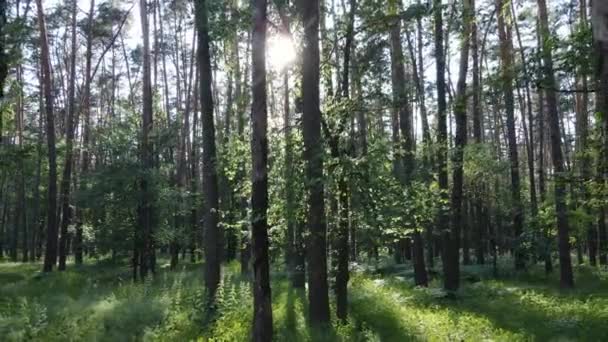 Дерева в лісі за літнім днем — стокове відео