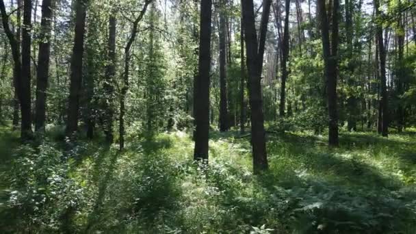 Pohon di hutan pada hari musim panas — Stok Video