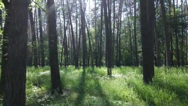 Δέντρα στο δάσος μέχρι την καλοκαιρινή μέρα — Αρχείο Βίντεο