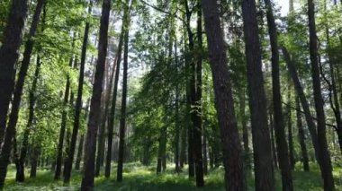 Yaz günlerinde ormandaki ağaçlar