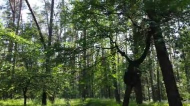 Yaz günlerinde ormandaki ağaçlar