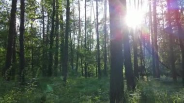 Yaz günlerinde ormandaki ağaçlar