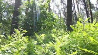 Yaz günlerinde ormandaki ağaçlar