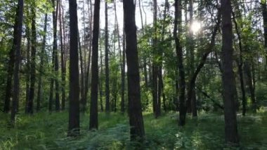 Yaz günlerinde ormandaki ağaçlar