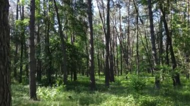 Yaz günlerinde ormandaki ağaçlar