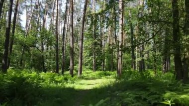 Yaz günlerinde ormandaki ağaçlar