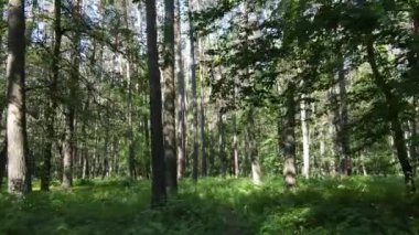 Yaz günlerinde ormandaki ağaçlar