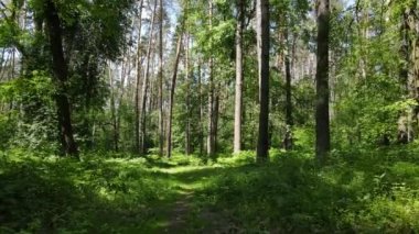 Yaz günlerinde ormandaki ağaçlar