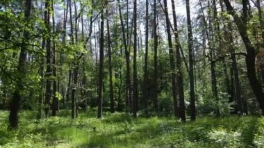 Yaz günlerinde ormandaki ağaçlar