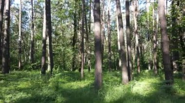 Yaz günlerinde ormandaki ağaçlar