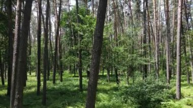 Yaz günlerinde ormandaki ağaçlar