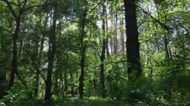Yaz günlerinde ormandaki ağaçlar