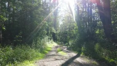 Yaz günlerinde ormandaki ağaçlar