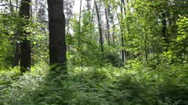 Yaz günlerinde ormandaki ağaçlar