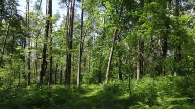 Yaz günlerinde ormandaki ağaçlar