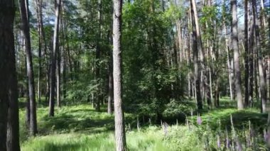 Yaz günlerinde ormandaki ağaçlar