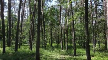 Yaz günlerinde ormandaki ağaçlar